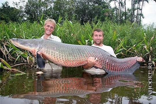Пiвденний Буг зариблюватимуть з iнкубатора